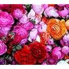 Product Photo 8