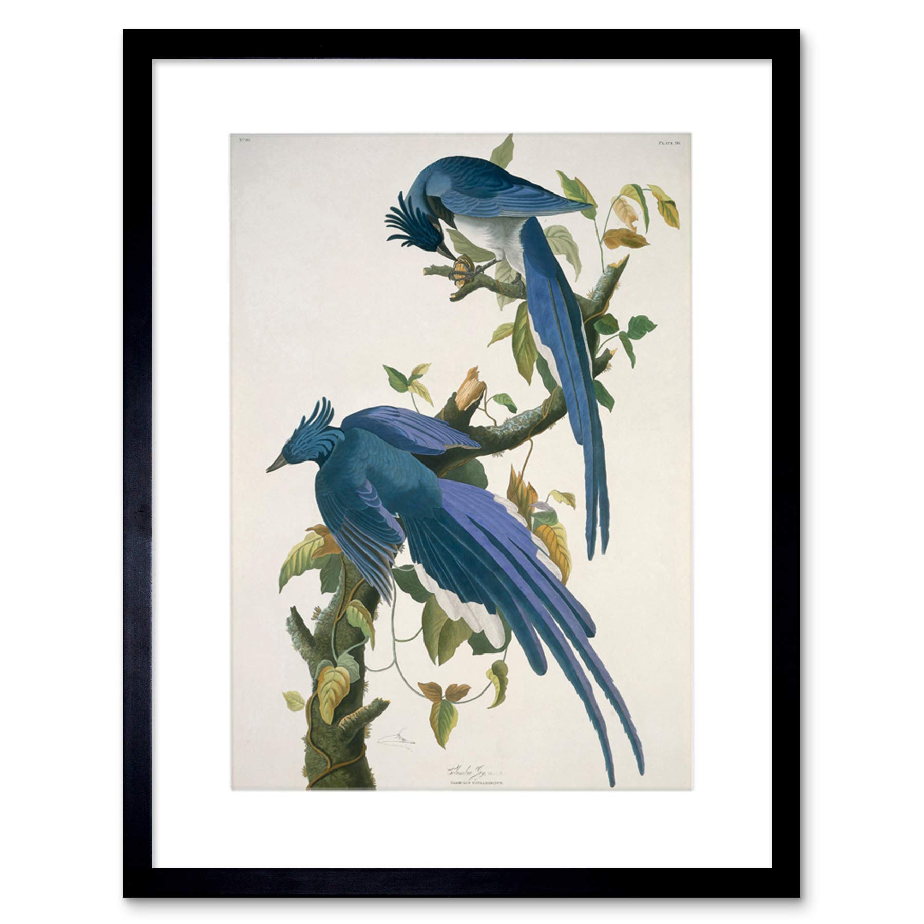 Wee Blue Coo Audubon American Columbia Jay Framed Wall Art Print