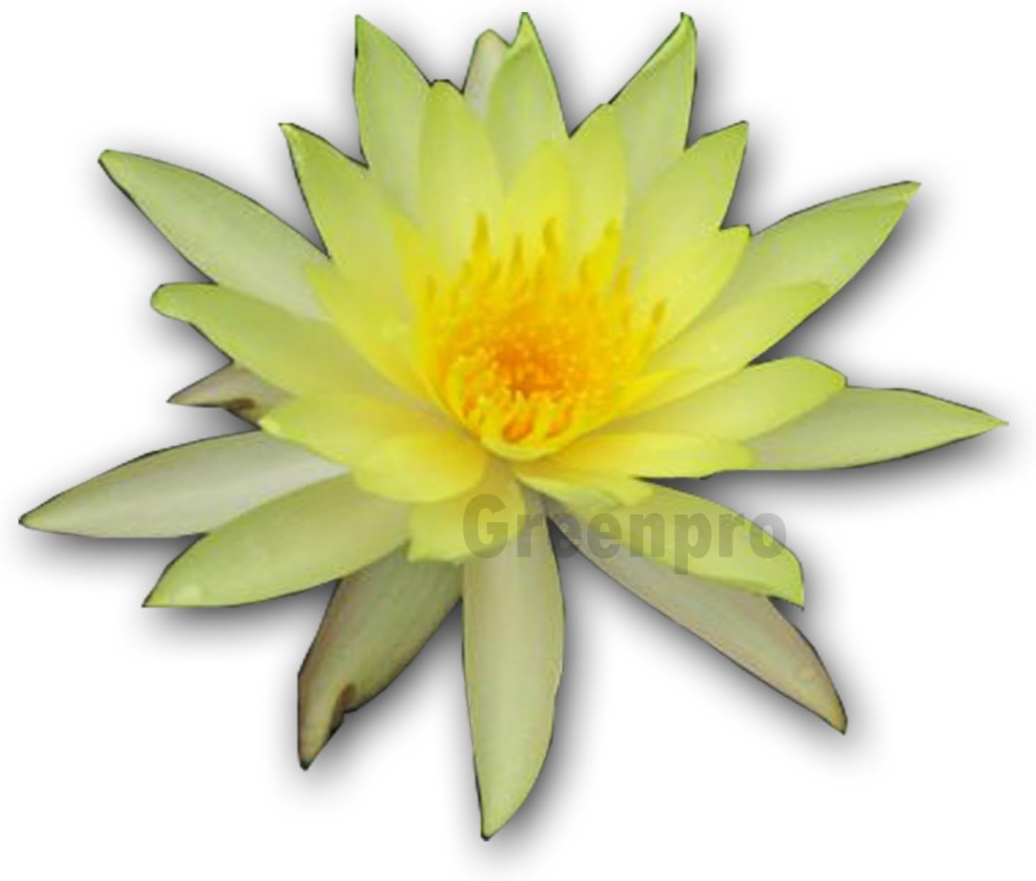 Live Aquatic Plant Nymphaea Luang Bang Phra Yellow Hardy Water Lilies Tuber for Aquarium Freshwater Fish Pond by Greenpro
