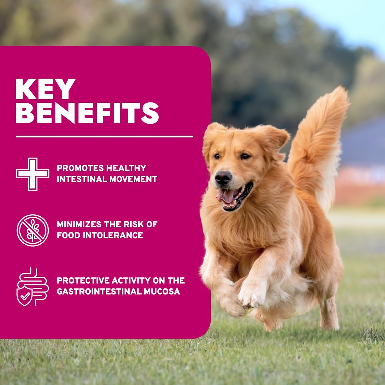 Forza10 - Dog Food, Limited Ingredient Dog Food for Healthy Digestion and Sensitive Stomach, Non-GMO, Fish Flavor, Made in Italy (8.8 lb) - Image 4