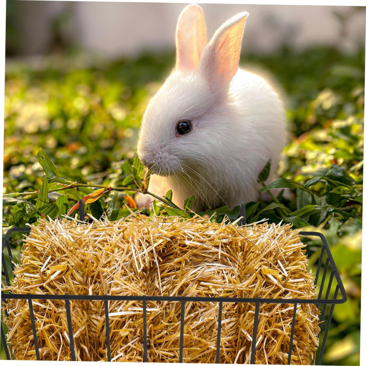 Râtelier Foin Lapin en Fer Noir, Lot de 5pcs Design Suspendu Antichute pour Cage de Petits Animaux, Mangeoire à Foin Résistante à l'usure pour Cage Lapin