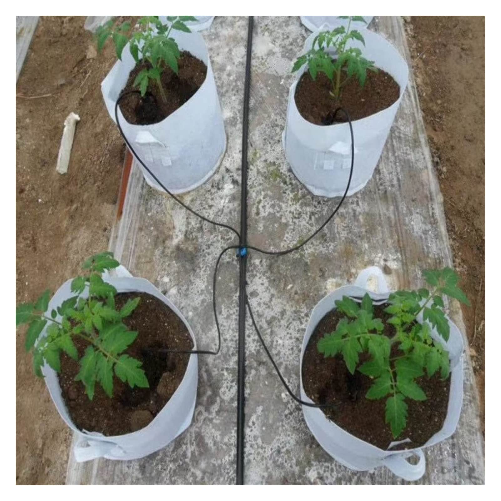 Części rurociągów do nawadniania ogrodu 50 cm wąż 4 głowa zakrzywiona błękitna kropla wody arrow Drip nawadnianie Zestaw wyrzutni bonsai kwiat roślina strużowa nawadnianie kroplomierza