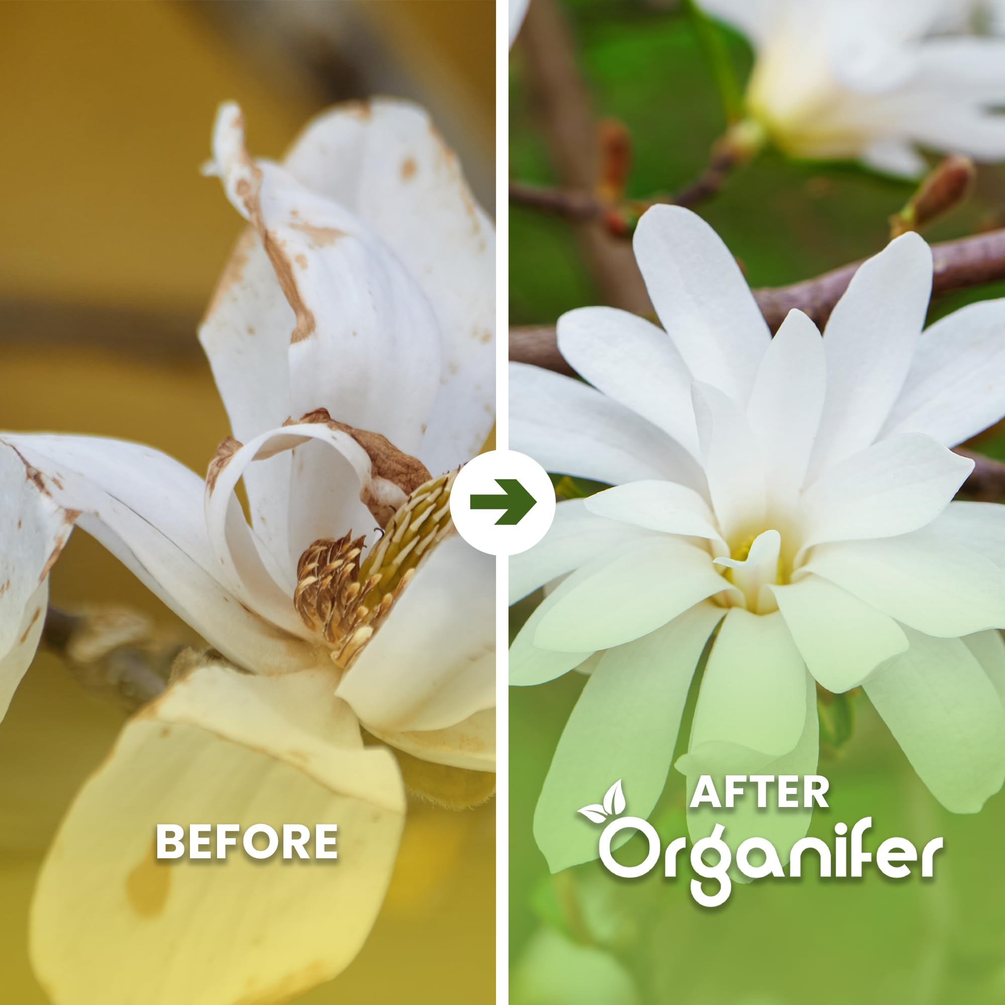 Fertilizzante Liquido Per Magnolia Stellata 3L – Concime Organico Per Fioritura Elegante E Fogliame Sano – Rafforza Radici E Crescita Sana – Organifer