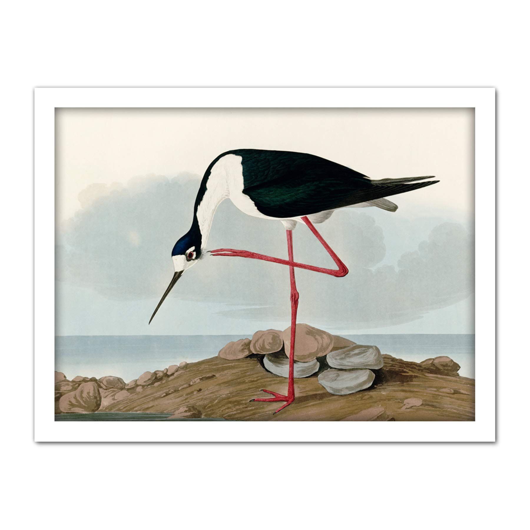 Artery8 Audubon Birds Long Leg Avocet Painting Artwork Framed Wall Art Print 18X24 Inch