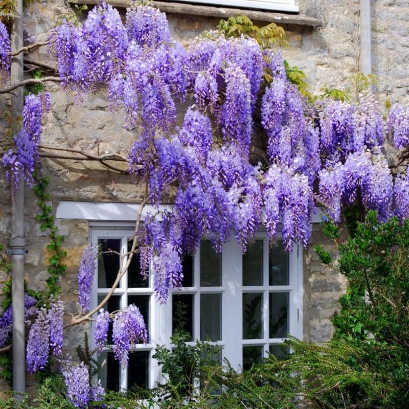 Blue Wisteria Live Plant Wisteria Tree 6 to 12 Inch Plant in Pot Fully Rooted Hardy Perennial Flower Plants Dormant in Winter