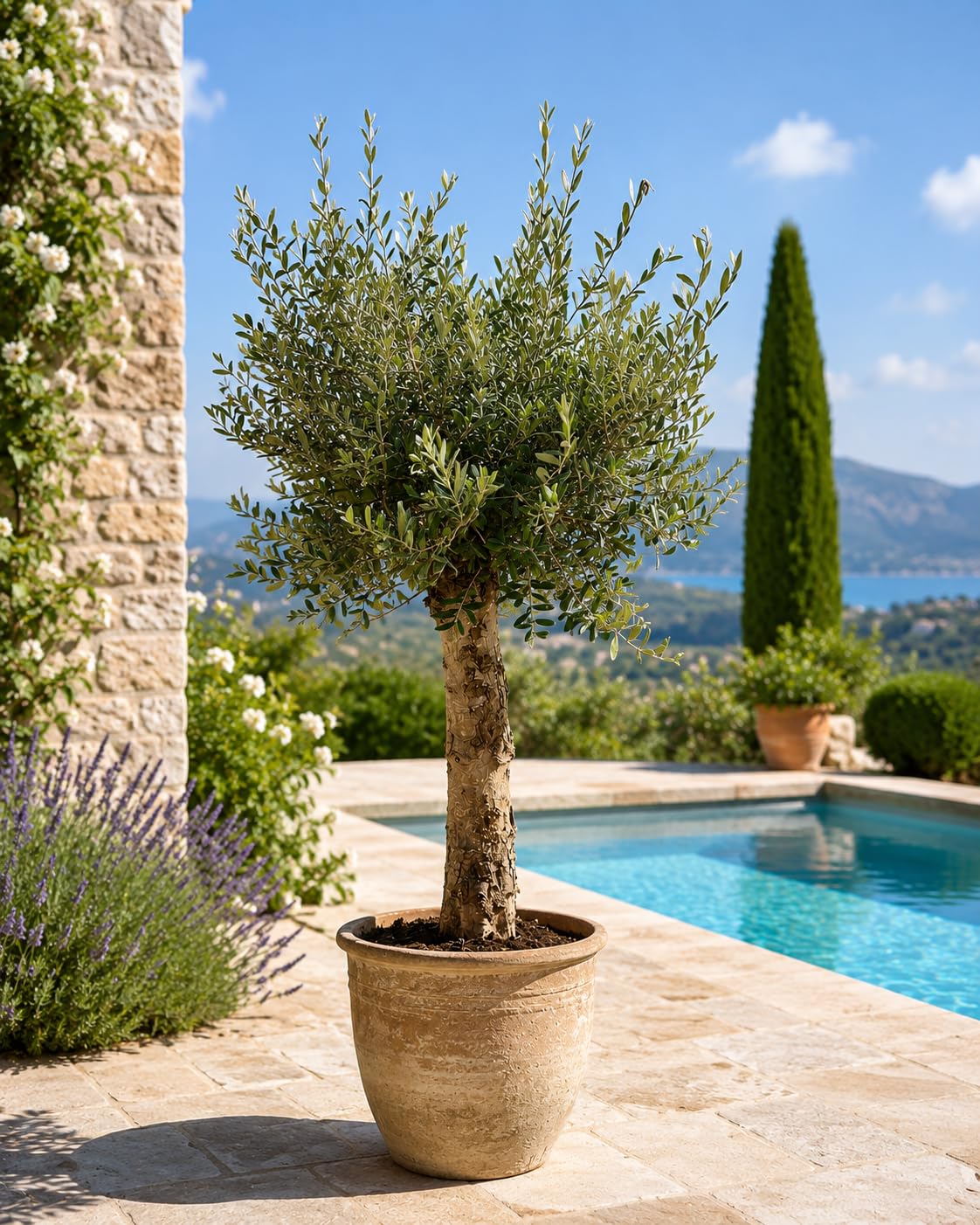 XXL Olivenbaum 25-30 Jahre – Olea Europaea Hochstamm, 160-200 cm, Stammumfang 20 cm – Mediterrane Schönheit, winterhart & immergrün – Ideal für Garten & Terrasse
