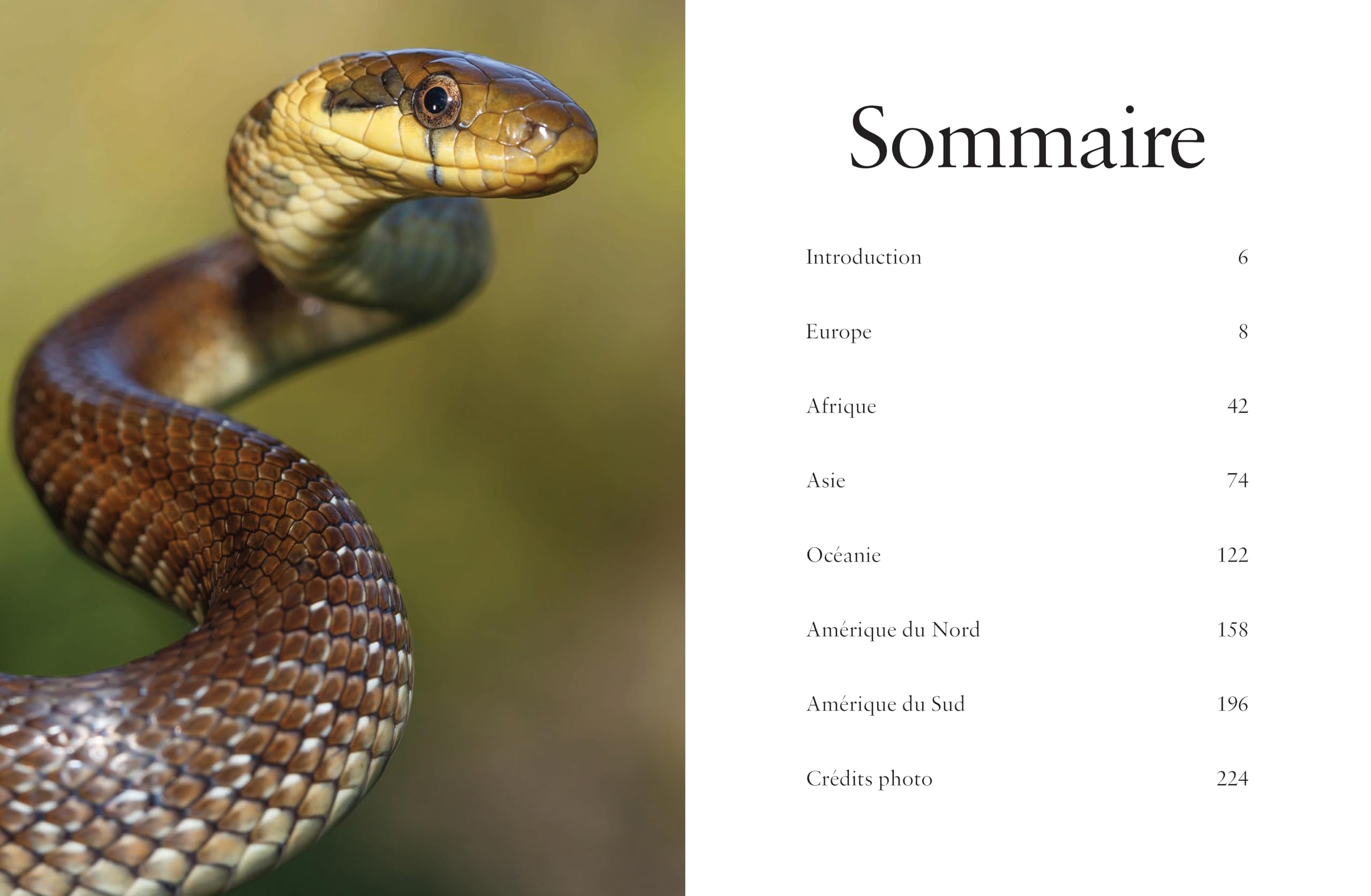Les serpents: Mystérieux et étonnants
