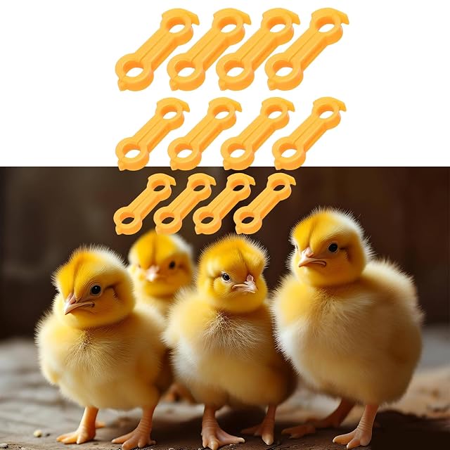 Foto 5 de 8 de YiQinzcxg 12 soportes para patas de pollo para codornices y aves de corral, ayuda para la salud de las aves