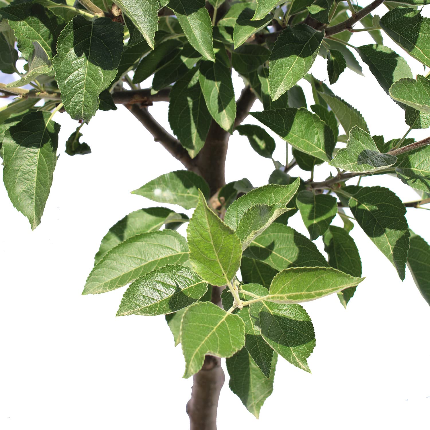KENTIS - Pommier - Malus Domestica - Vraies Plantes d'Extérieur - Arbre Fruitier de Jardin d'Ornement - Pot de Culture Ø 28 cm