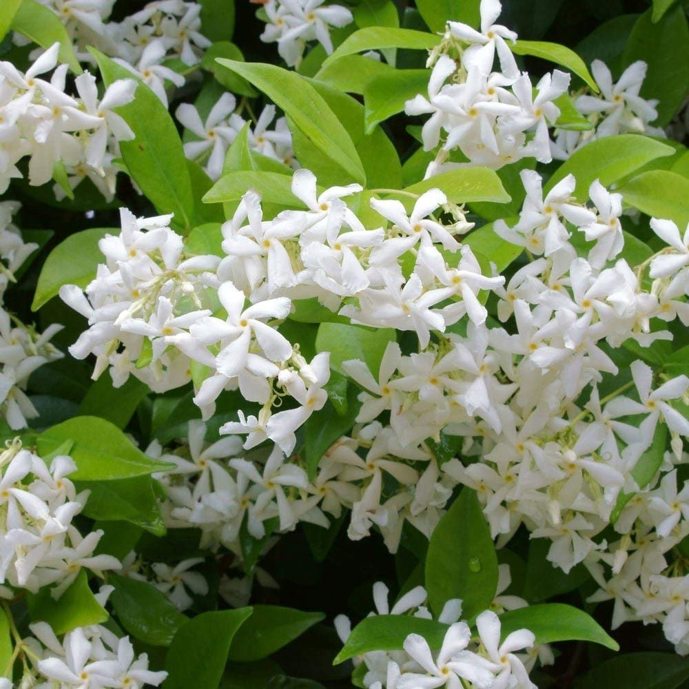 See full amazon price history chart for JooGTooK Real White Flower Jasmine Chameli Live Plant With Black Plastic Pot JooGTooK Real White Flower Jasmine Chameli Live Plant With Black Plastic Pot (B0CB6K7Q7D) Amazon Price History, Amazon Price Tracker