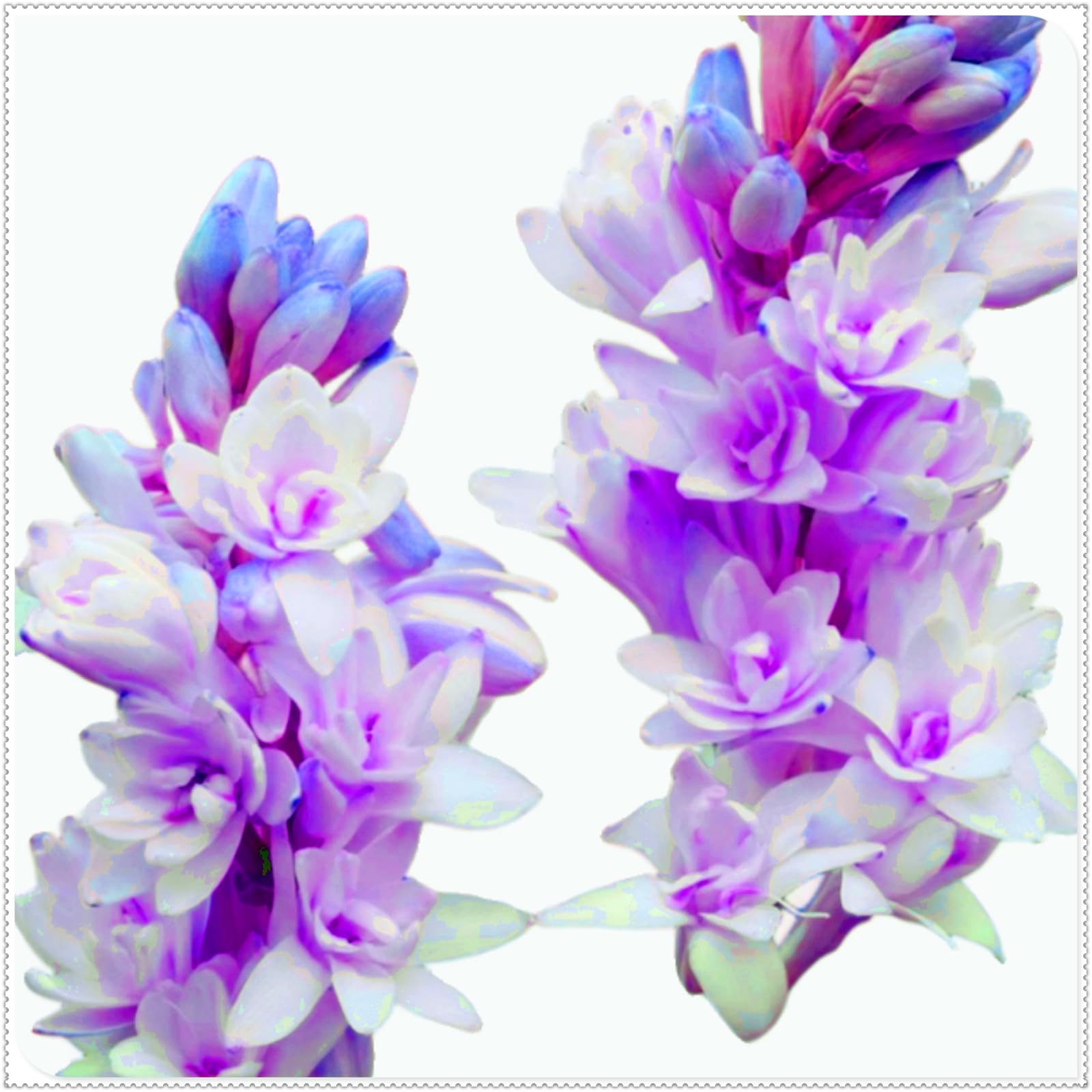 Brilliant Tuberose Bulbs, Hardy Perennial Bulbs, Stunning Garden Displays, Professionally Grown-6 Bulbs-E