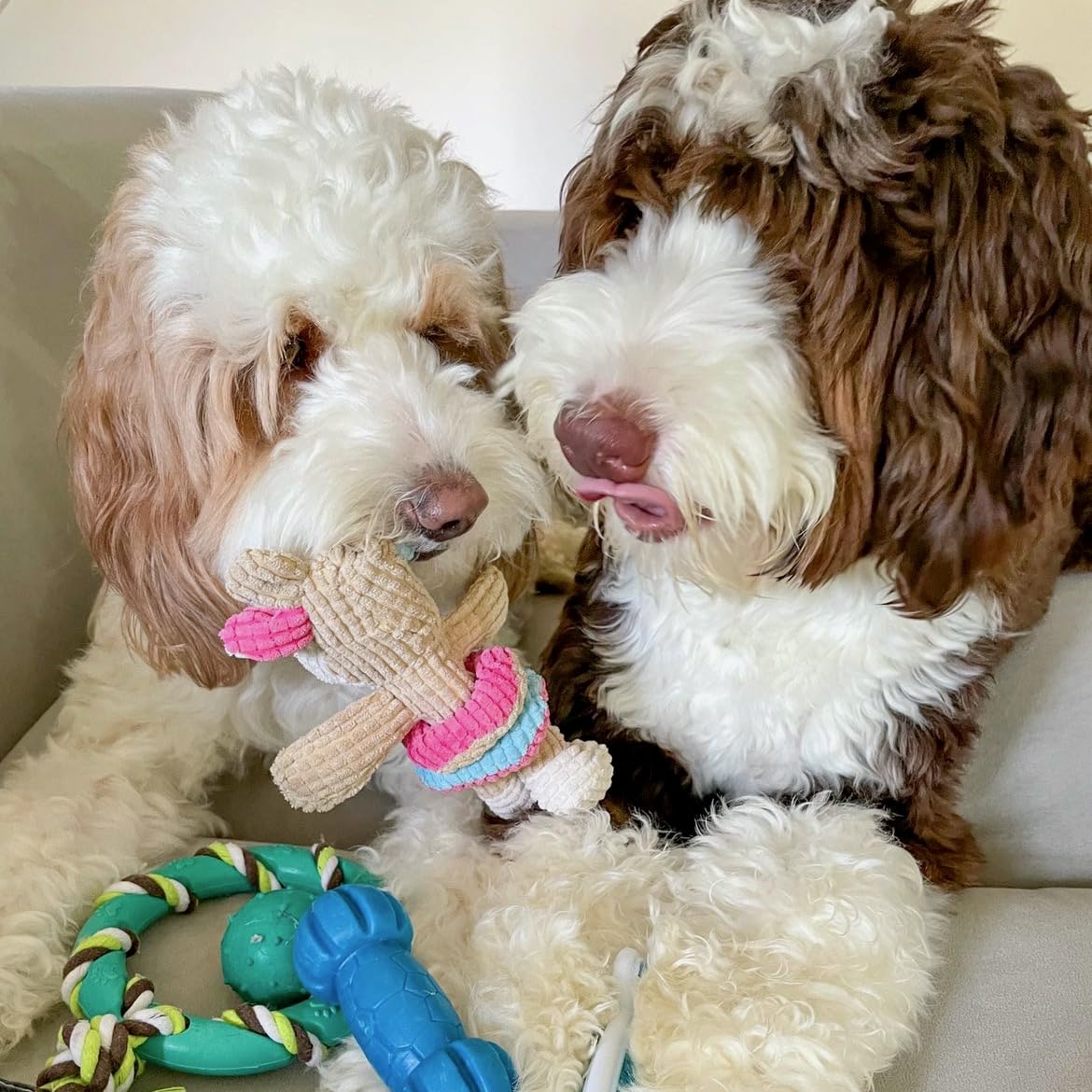 Amazon | rocket & rex 犬用おもちゃパック 小型犬用 噛むおもちゃ