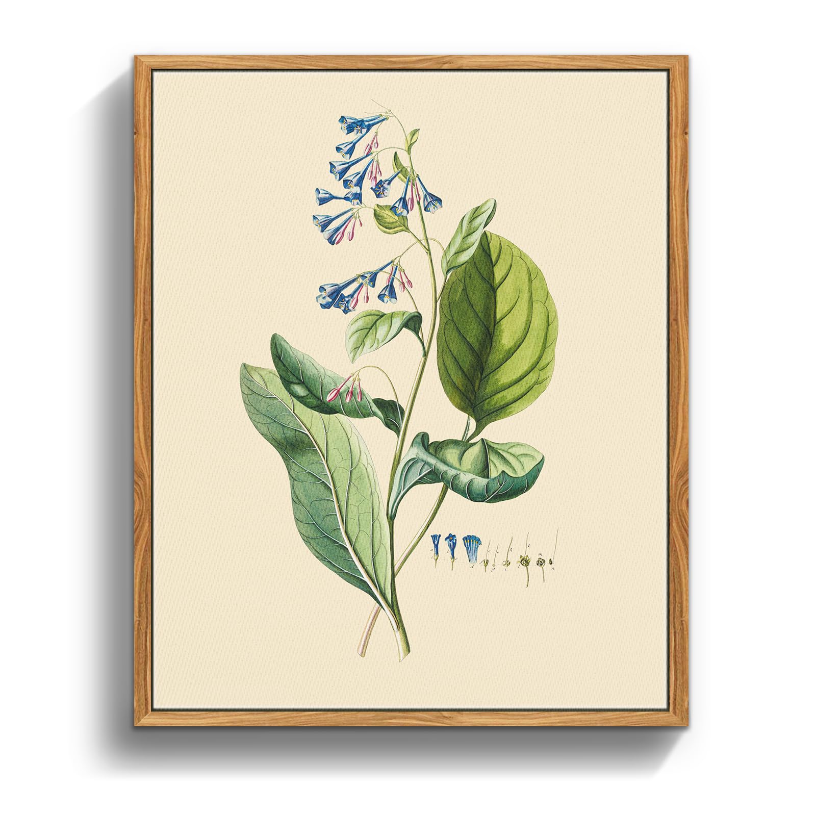 MHARTK66 Cuadros Decoracion Dormitorios con Marco Madera, 20x25 cm Vintage Planta Lienzos Decorativos Pared Salon, Cuadros Pequeños Decoracion Pared Pulmonaria Botánica Herbaria, Wall Art Comedor Baño