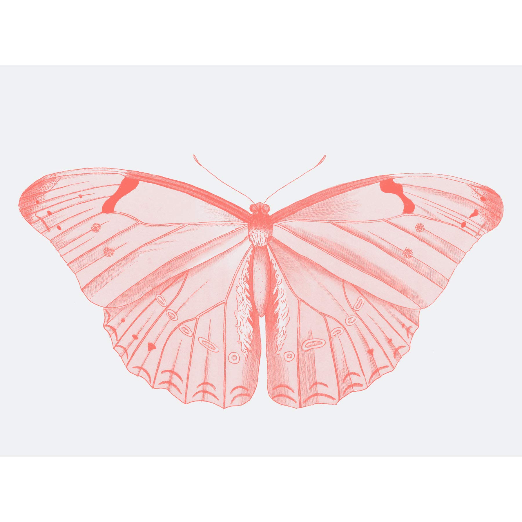 Wee Blue Coo Living Coral Butterfly Large Wall Art Print Canvas Premium Poster