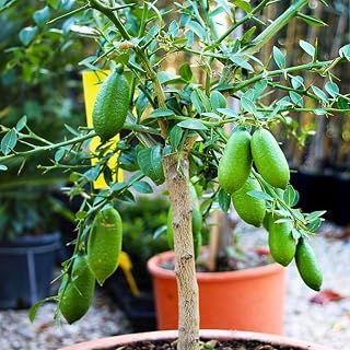 Green Finger Lime Tree in 3 Gallon Pot, Rare Citrus Fruit Tree, Well Rooted 2 Years Old Lime Plant, No Ship to CA