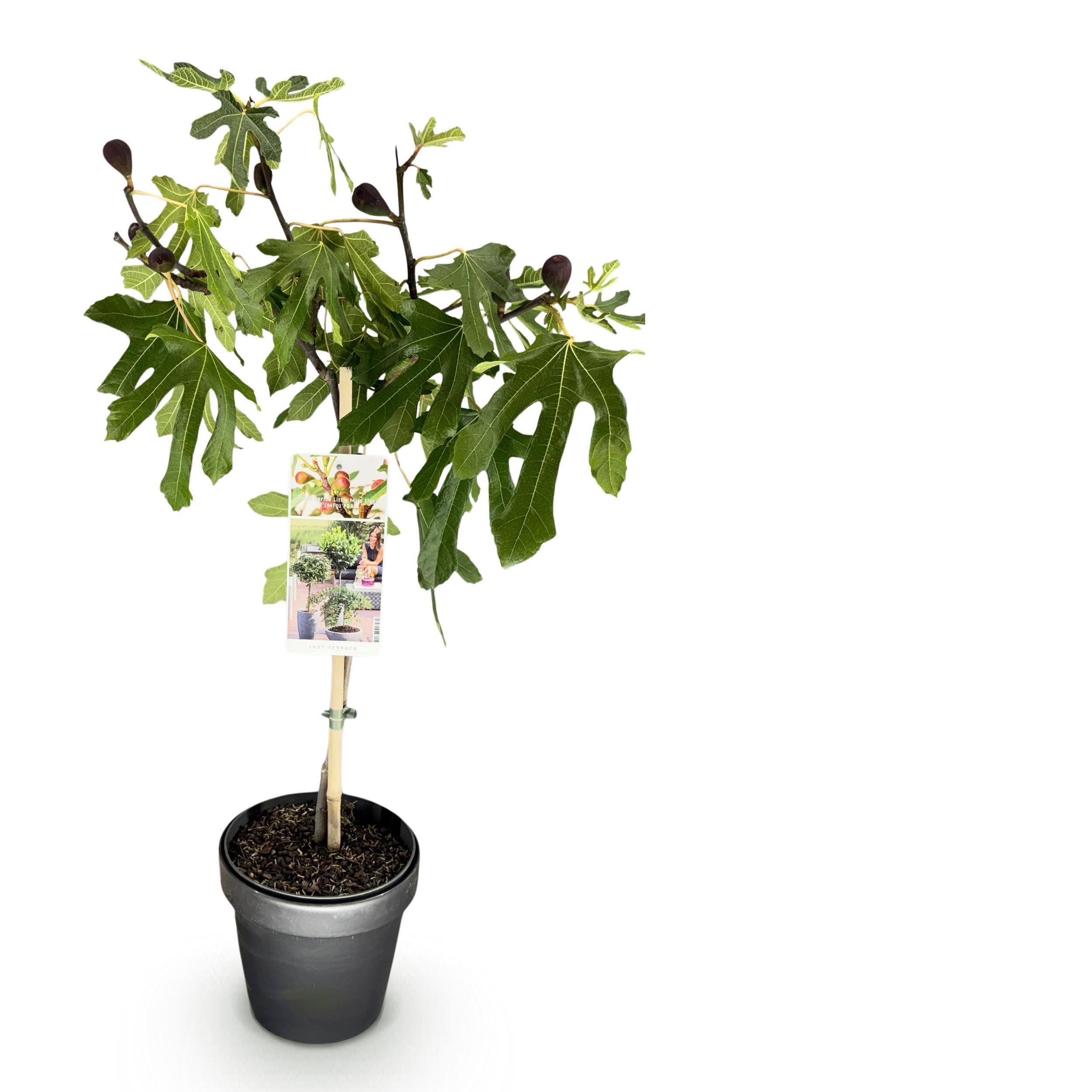 Ficus carica Little Miss Figgy - Roślina tarasowa - Liściasta - Odporna - Zielone owoce - 80-90cm - Ø19cm - Roślina ogrodowa