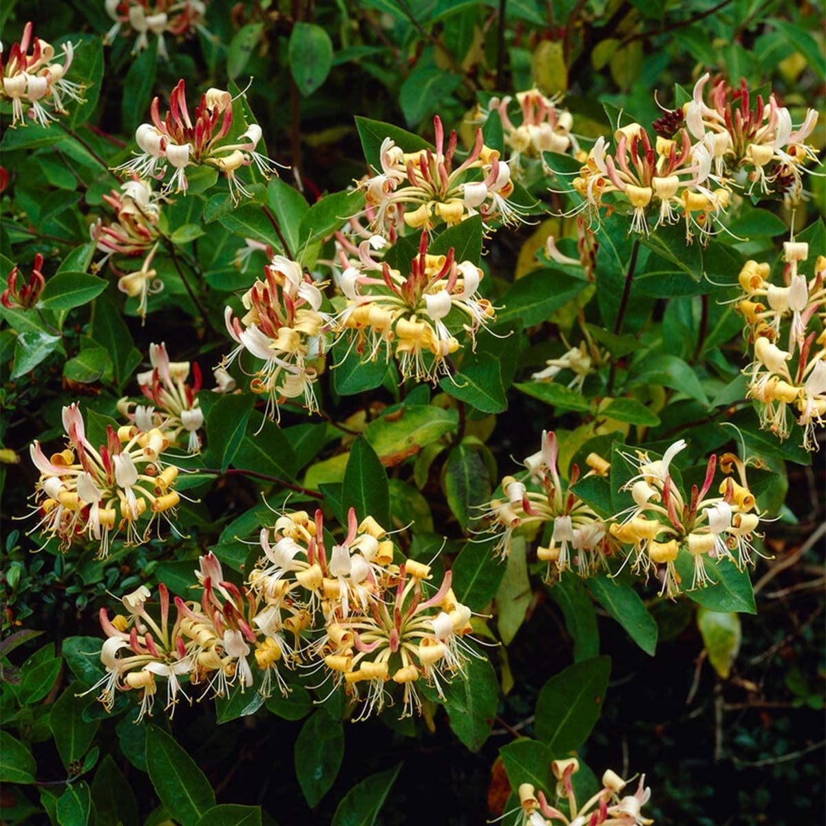 Bloomique - Lonicera henryi - Caprifoglio - Arancione e rosso - Rampicante - Pianta da giardino - Sempreverde - Resistente al freddo - Alta 50-70 cm - Vaso da 15 cm