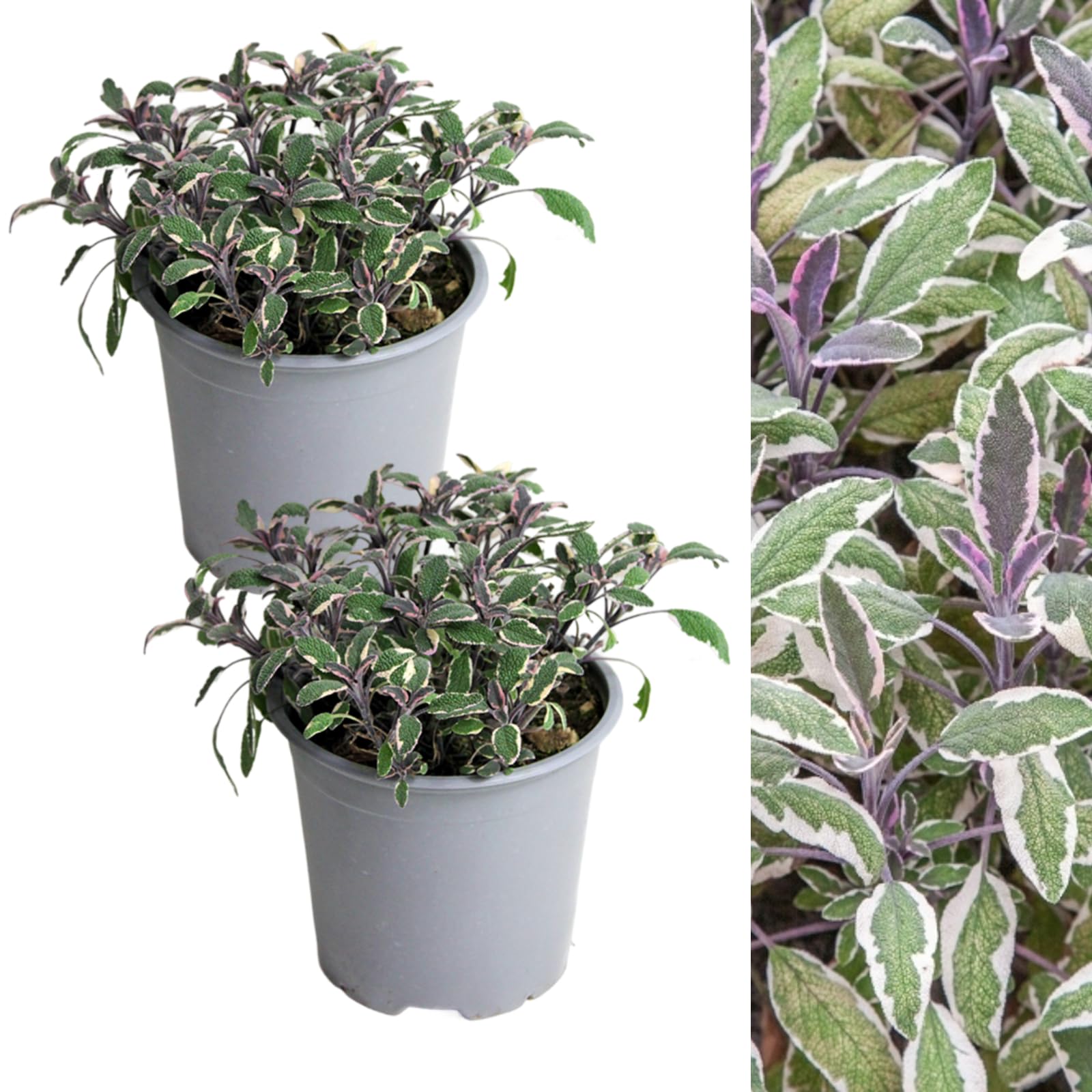 Carbeth Plants - 2 x Sage Tricolour Herb Plant in 14cm Pots