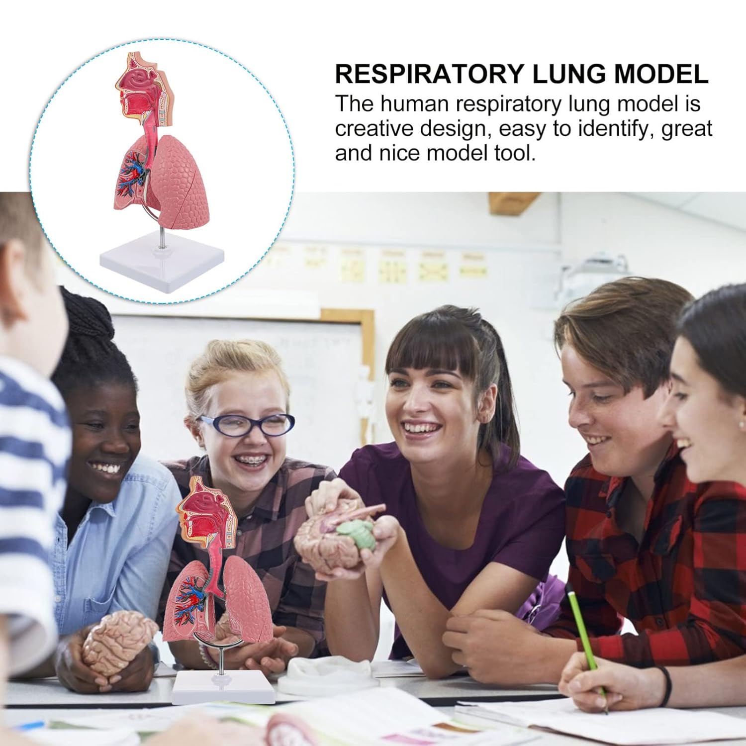 TEHAUX Human Lung Model, 3D Respiratory Lung Model, Human Nasal Cavity Throat Anatomy Tool for Teaching, PVC Material, Multi-Color, 10.6 X 4.7 X 4.7 Inches