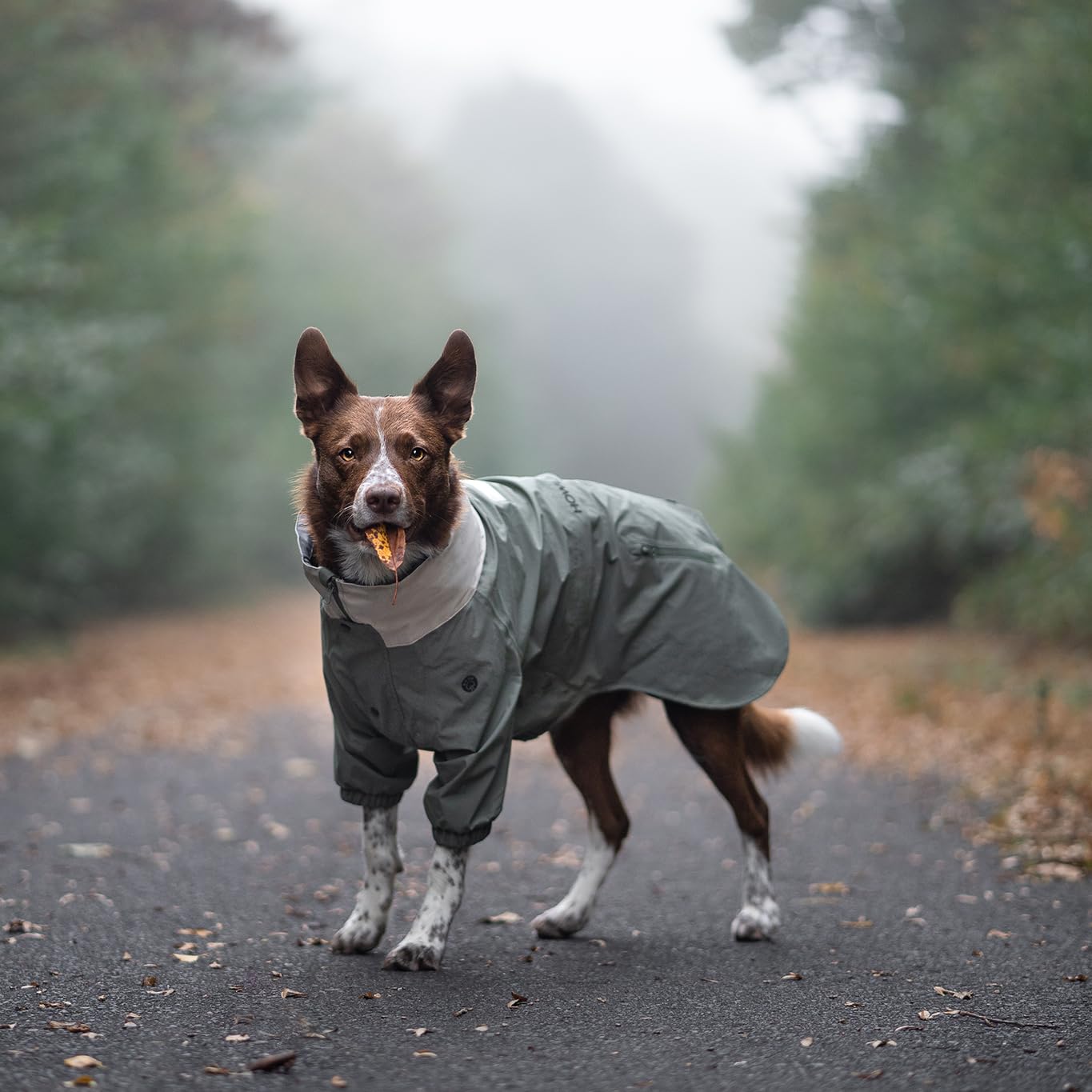 Chaqueta impermeable para perro Midnight Forest, ligera, ajustable y plegable, impermeable ideal para senderismo y mochileros, impermeable, con capucha plegable, perros medianos 50 (S)