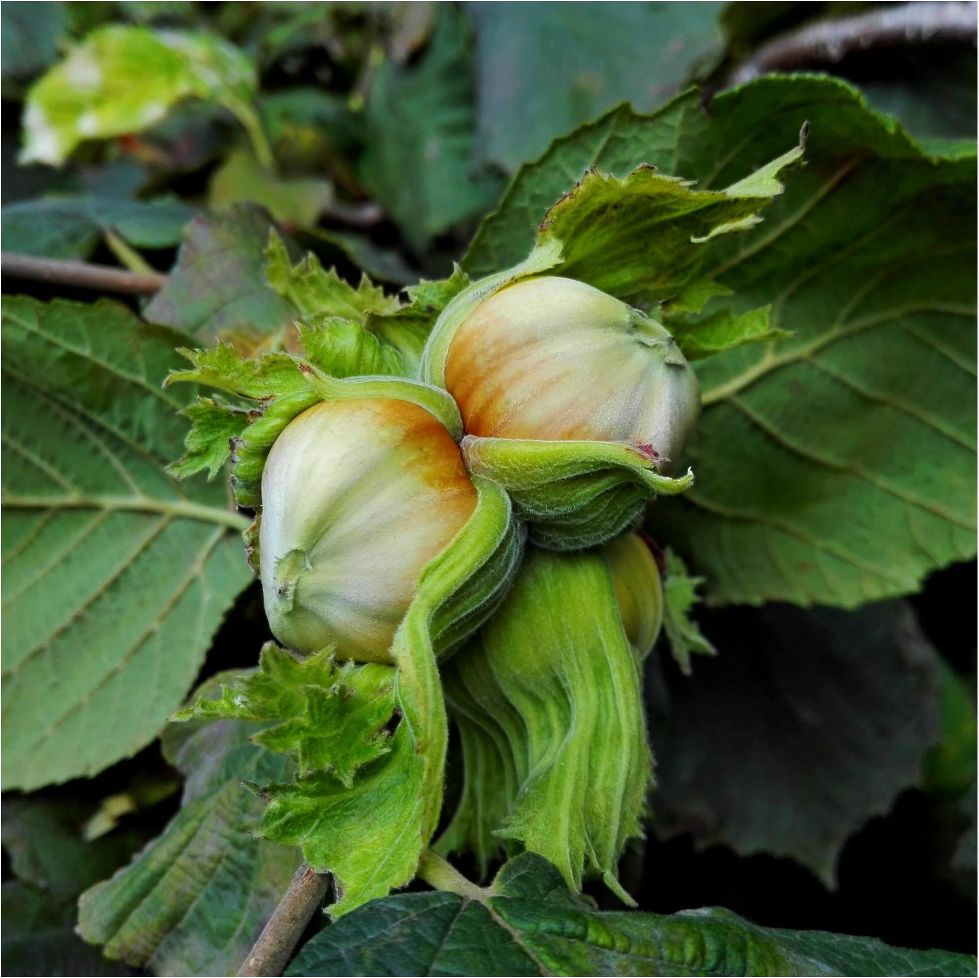 Hazel 'Kent Cob' Tree Corylus Cobnut, Multistemmed Strong Hazelnut Bush