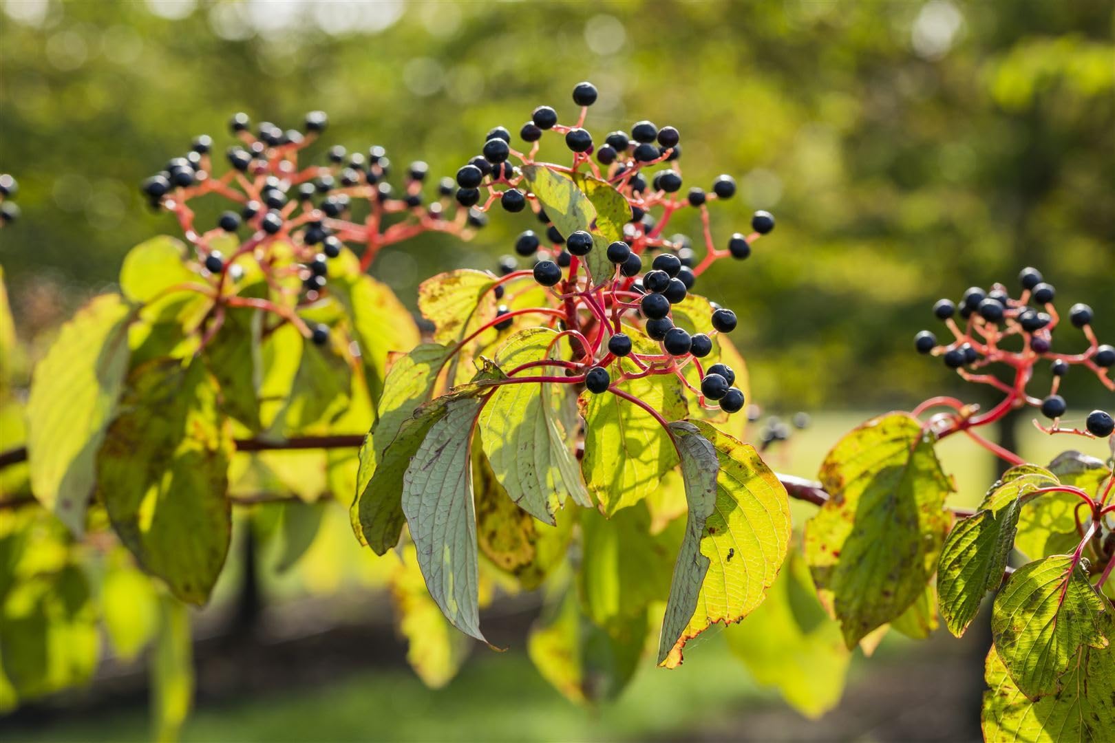 Roter Hartriegel Cornus sanguinea 125-150 cm Heckenpflanze winterhart