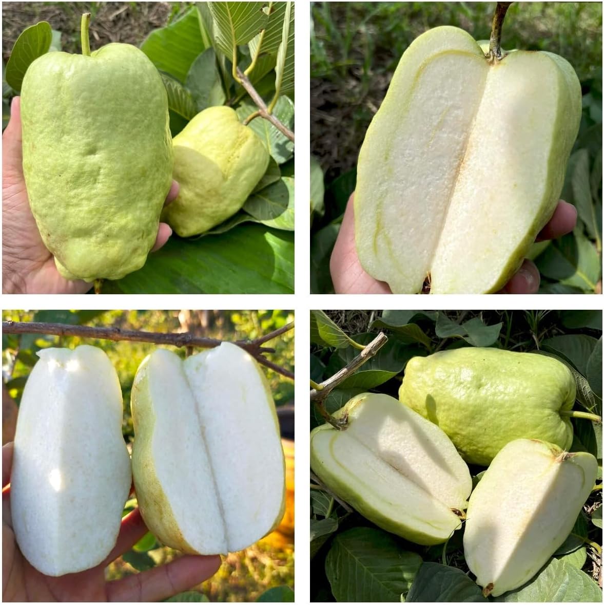 ONLINE PLANT BAZAR Alltime Seedless Japanese Sweet White Diamond Guava Fruit Amrud Grafted Live Plant & Tree(Plant Height-1.5 Ft - 2 Ft) Fruiting Start Under 6 To 8 Month