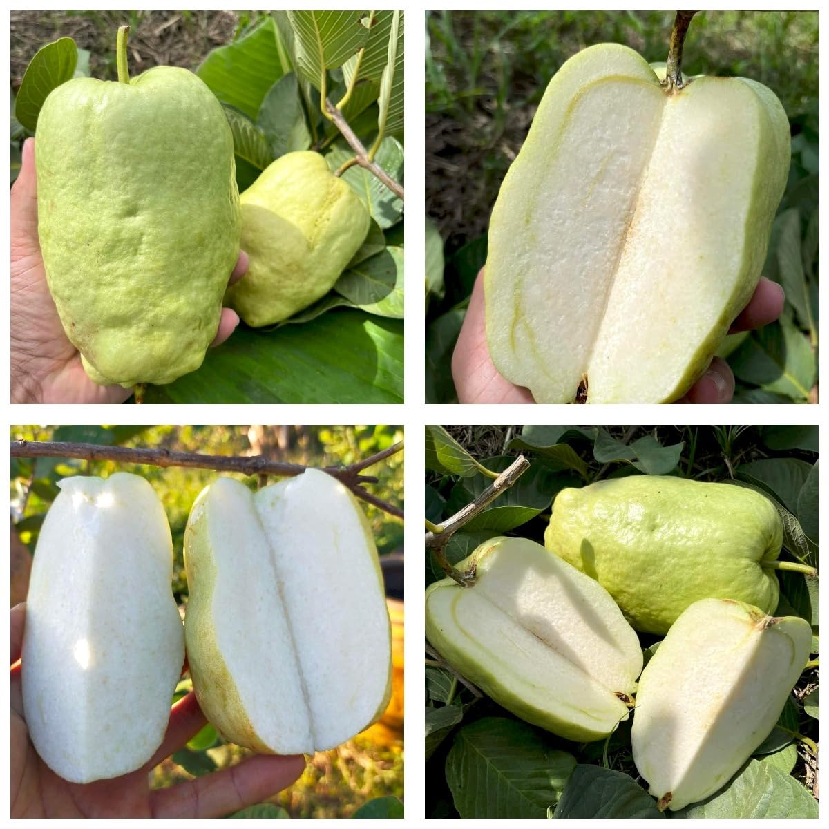 ONLINE PLANT BAZAR Alltime Seedless Japanese Sweet White Diamond Guava Fruit Amrud Grafted Live Plant & Tree(Plant Height-1.5 Ft - 2 Ft) Fruiting Start Under 6 To 8 Month