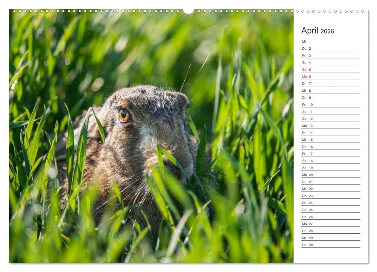 Emotionale Momente: Wild und Jagd. (hochwertiger Premium Wandkalender 2026 DIN A2 quer), Kunstdruck in Hochglanz: Der Planer für alle Jäger und Jagdfreunde. (CALVENDO Hobbys)