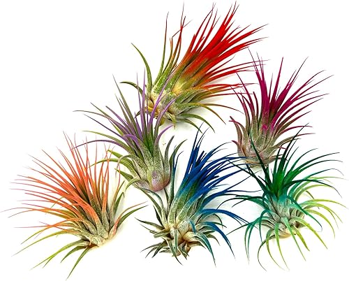 Miniatura 5 de ragnaroc Plantas de aire Tillandsia Ionantha, Regular 2-3 pulgadas - 1 unidad - Color orgánico mejorado - Llegada en vivo garantizada - Plantas de