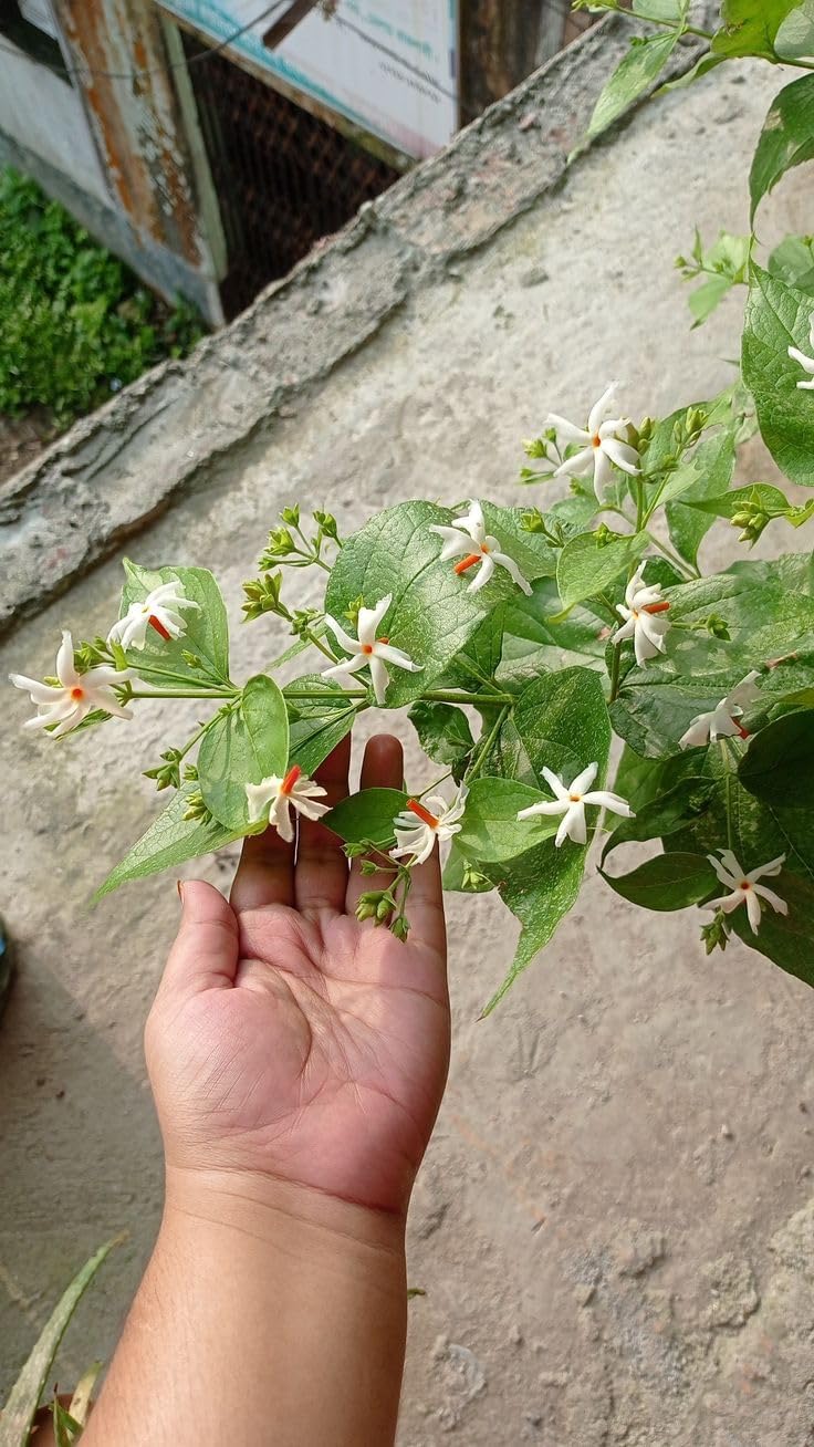 ORIGINAL All Time 12 months flowering Parijat/Baromasi flowering | Harsingar live Plant & Tree | Night Flowering Jasmine | Night Queen Highly Fragrant Plant | (Pack of 1)