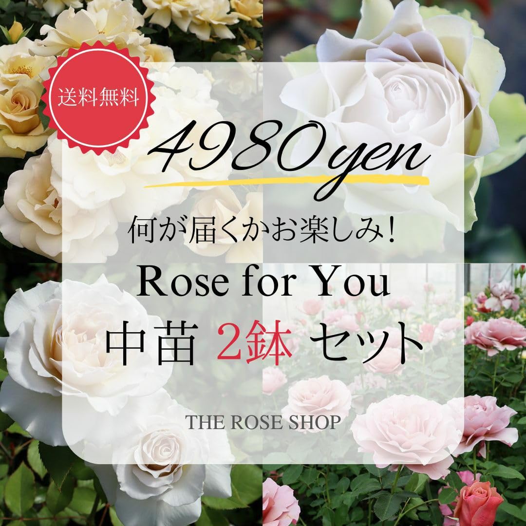 Amazon.co.jp: 何が届くかお楽しみ！バラ苗 Rose for You 中苗 2