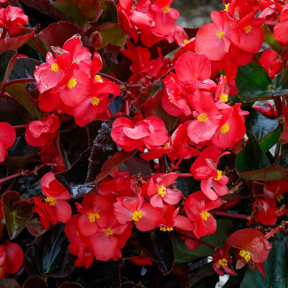 Yougarden Bronze Begonia 'Megawatt' Plug Plants X12 & 100G Fertiliser