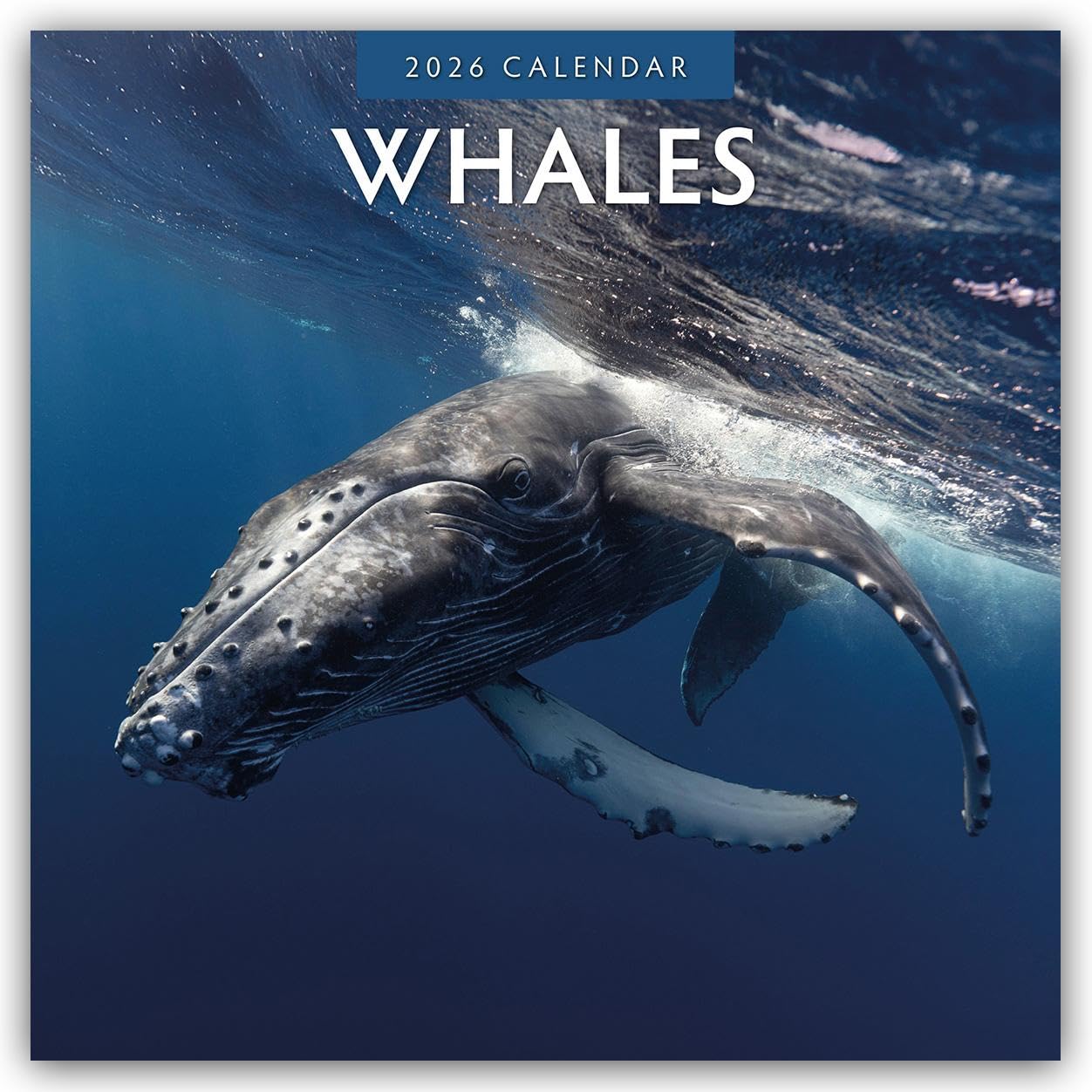 Whales 2026 Square Wall Calendar: Original Red Robin Publishing Ltd-Kalender [Mehrsprachig] [Kalender]