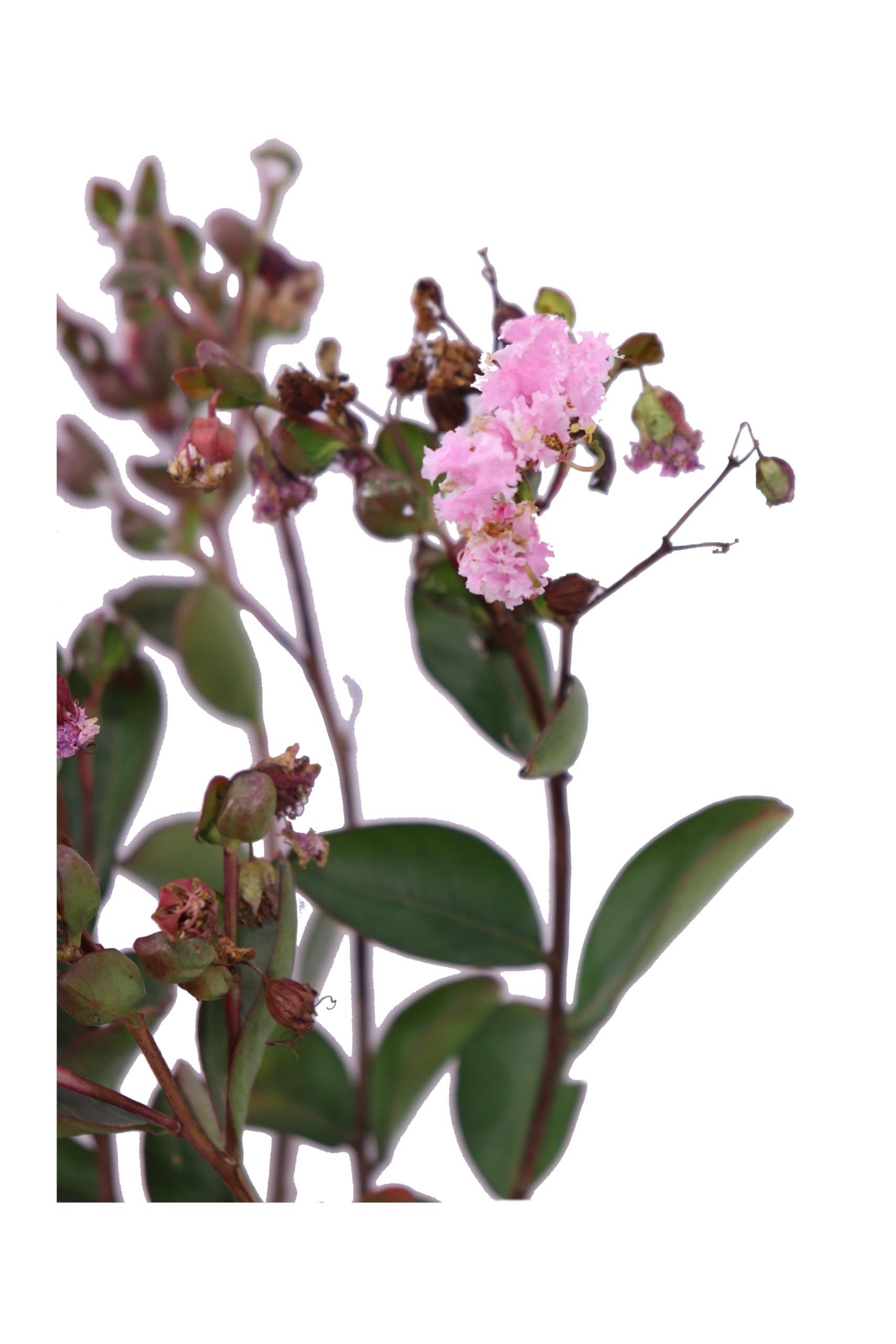 Pianta di Lagerstroemia Indica pianta da esterno pianta da giardino pianta da fiore pianta ornamentale pianta di Lagerstroemia vera venduta da eGarden.store (Choco Pink v.19 cm)