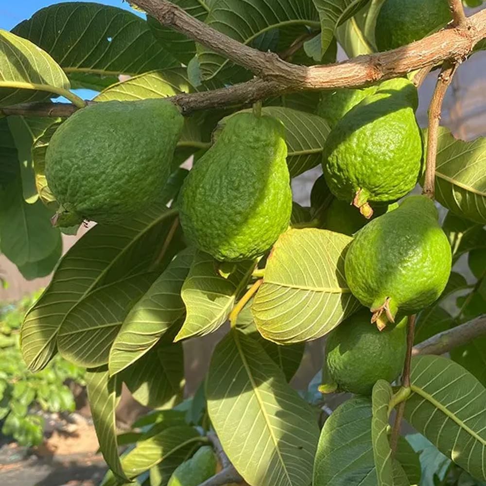 Guayabas | Comprar guayabas dulces recién recolectadas, de cultivo sostenible en España y enviadas directamente del agricultor (3 Kg)