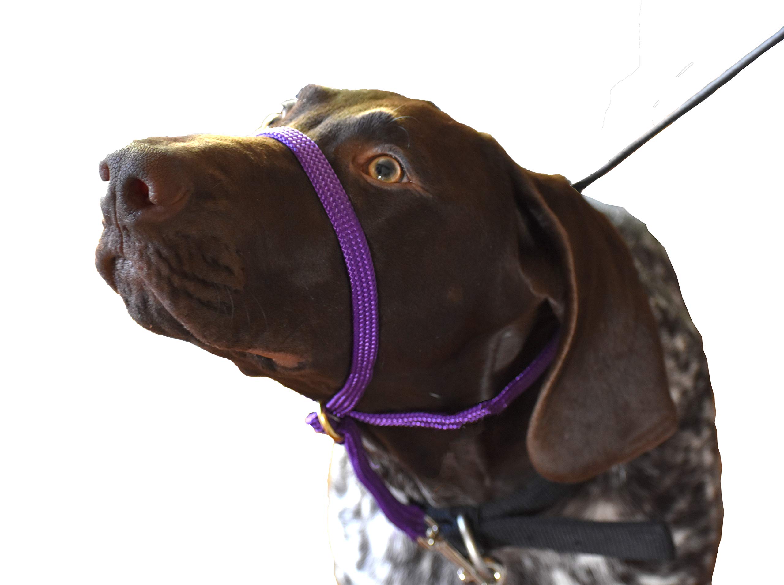 K9 Bridle - to stop your dog pulling (Medium, Purple)