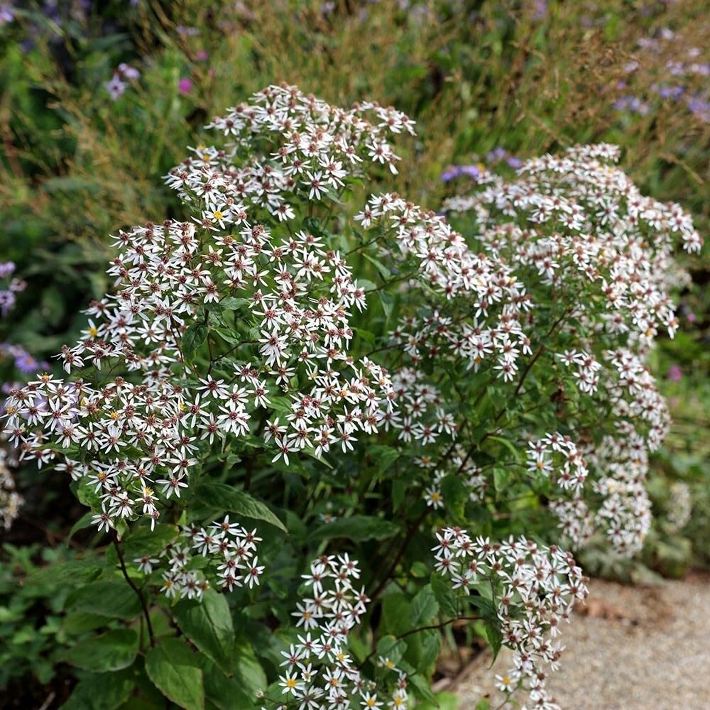 Plant Theory 9cm Pot Aster Divaricatus Eurybia Divaricata Perennial