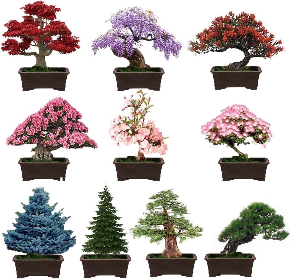 300 Árboles Bonsái 10 Variedades, Ventana y Patio, Colección de Especies para un Jardín Miniatura Natural