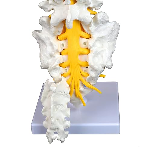 Miniatura 6 de Vision Scientific Columna vertebral lumbar articulada de grado médico VAV262  Cuenta con 5 lumbaresvértebras con discos intervertebrales, nervios