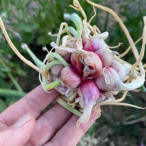 Miniatura 3 de 25 bulbos de cebollas egipcias para plantar al aire libre en interiores