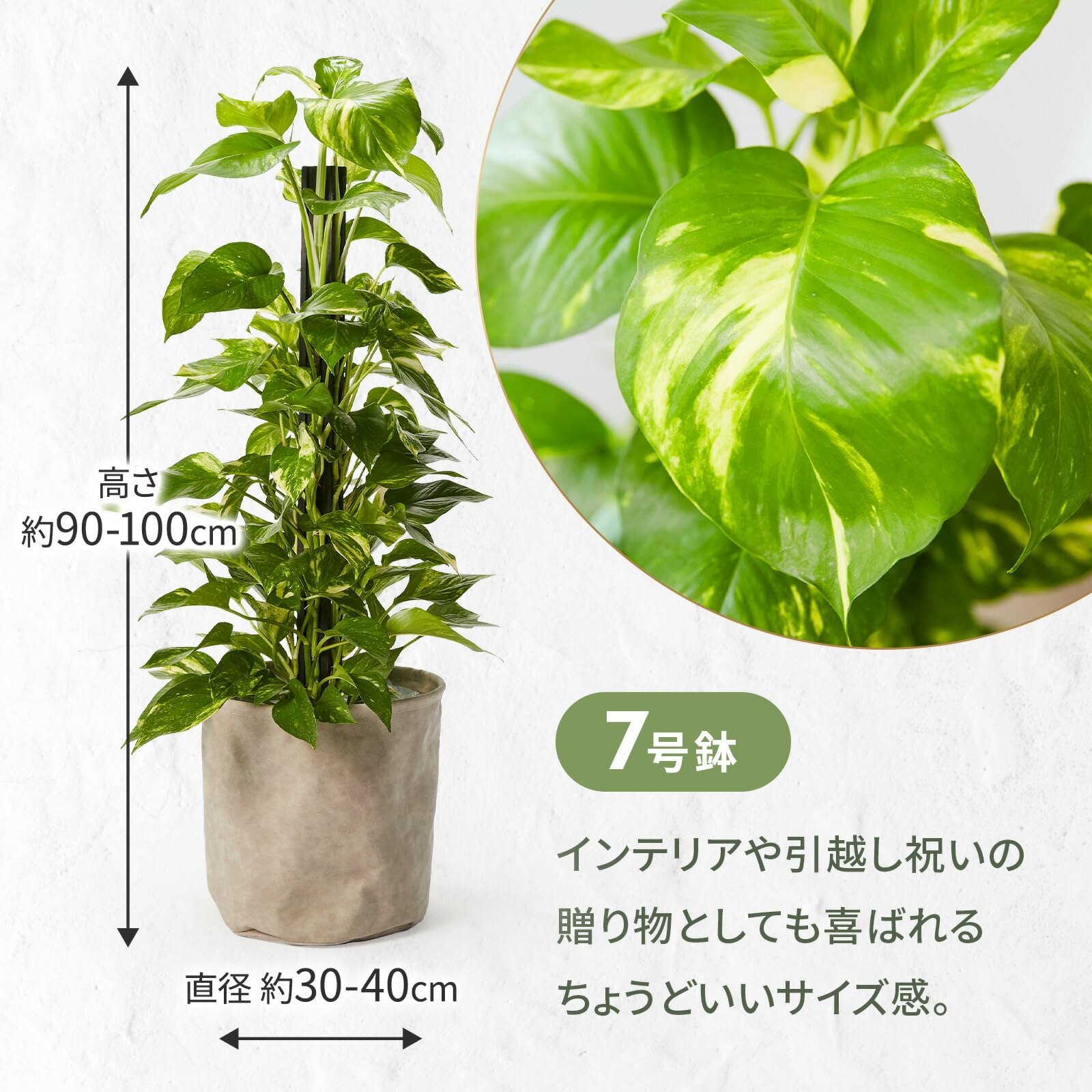 Amazon｜bloomee(ブルーミー) ポトス 観葉植物 (7号 レザー調カバー 鉢 