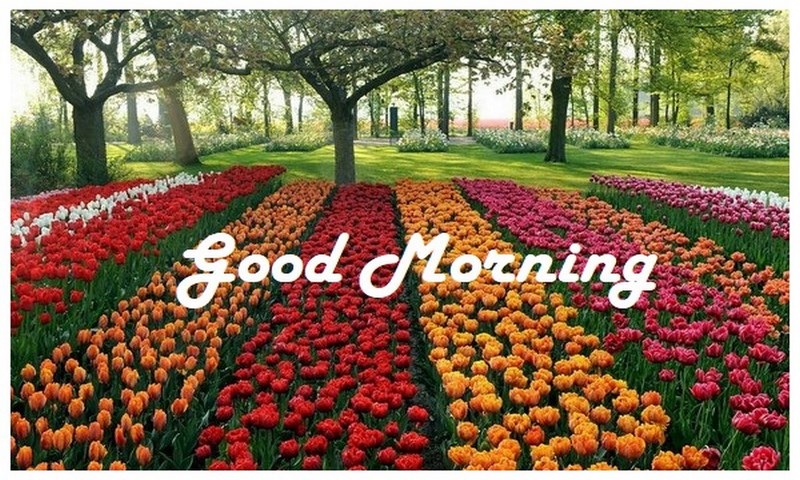 Good Morning 様用 Good Morning 様用 190 Good morning wishes ideas