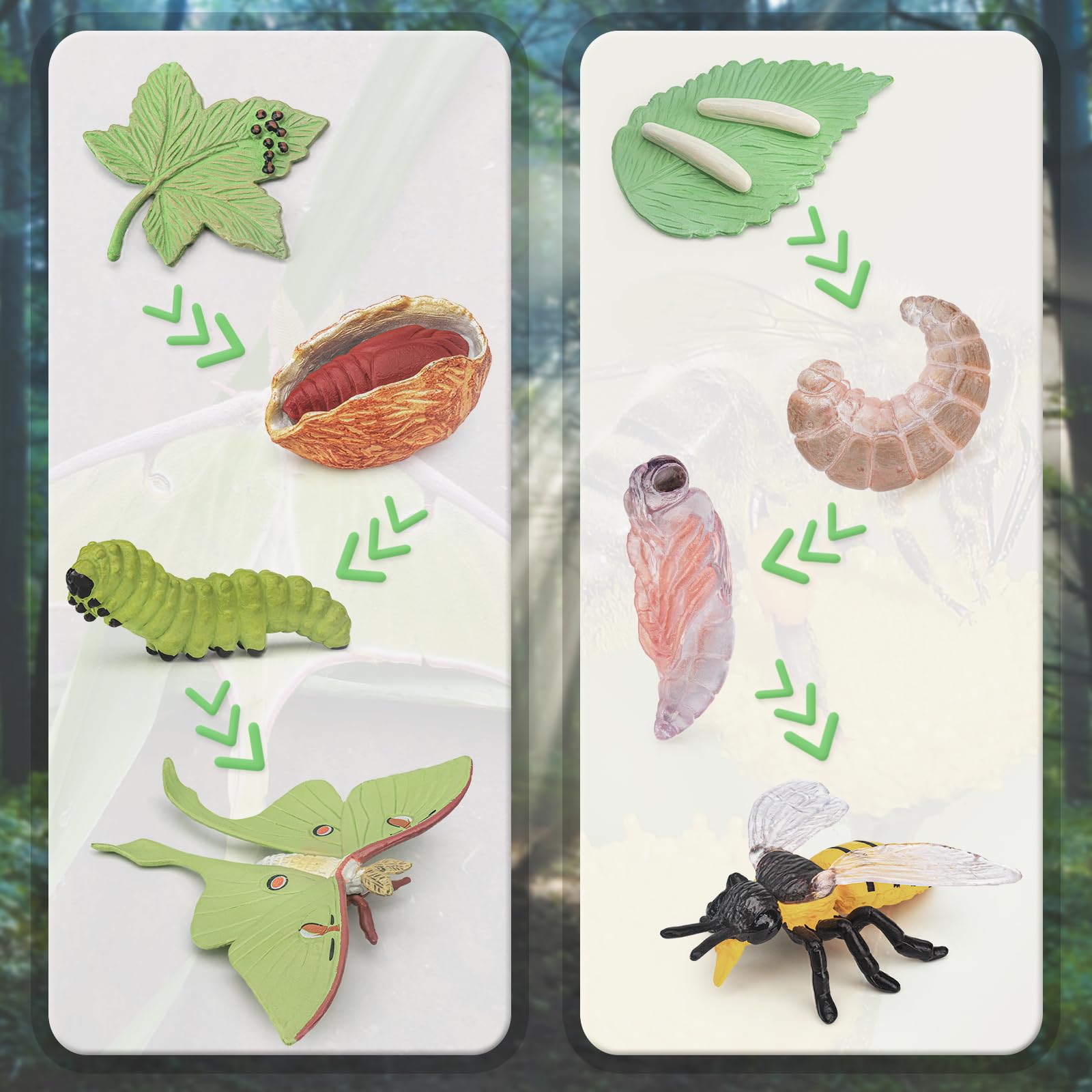 Amazon.com: BRETOYIN Life Cycle of a Luna Moth and Bee - 8PCS 