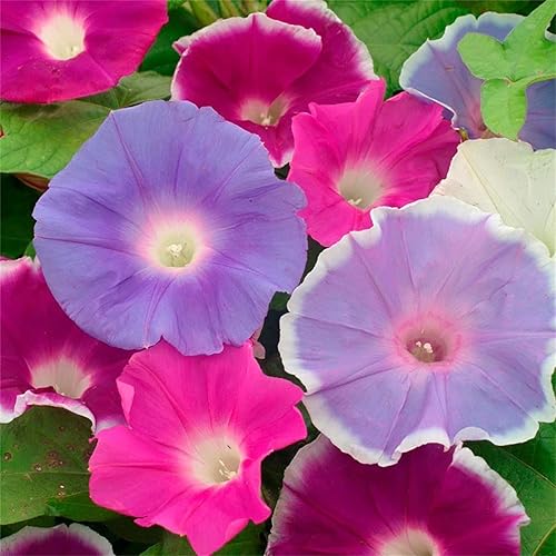Beautiful Garden Flower Seeds 100+ Ipomoea Tricolor - Morning Glory Seeds - Early Call Mix