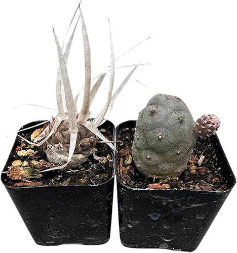 Miniatura 8 de FOlIAGEMS Plantas suculentas vivas de USKC (juego de dos macetas de 2 pulgadas) (cadena de perlas+lágrimas)