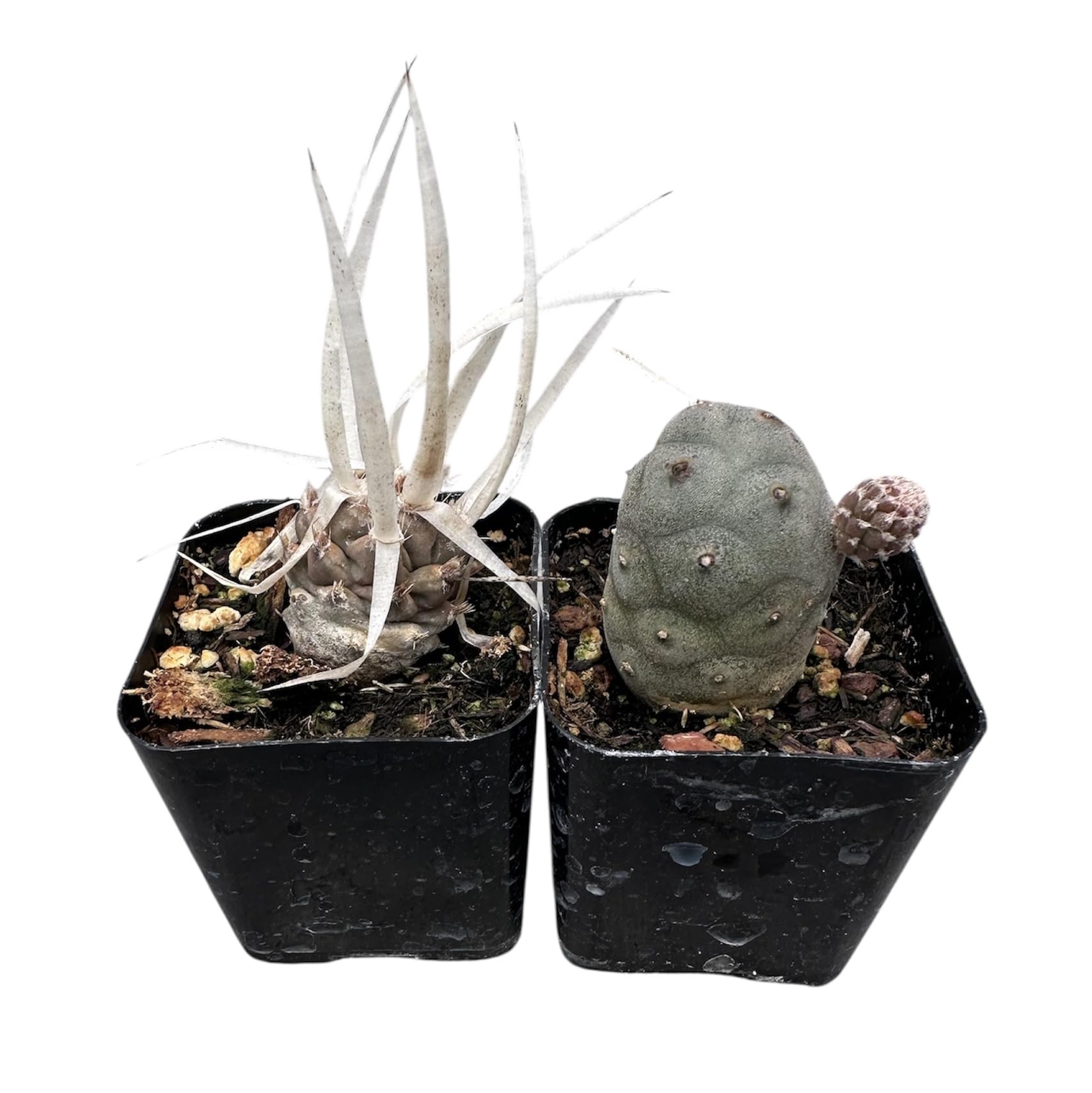 USKC 2-Pot Succulent Set