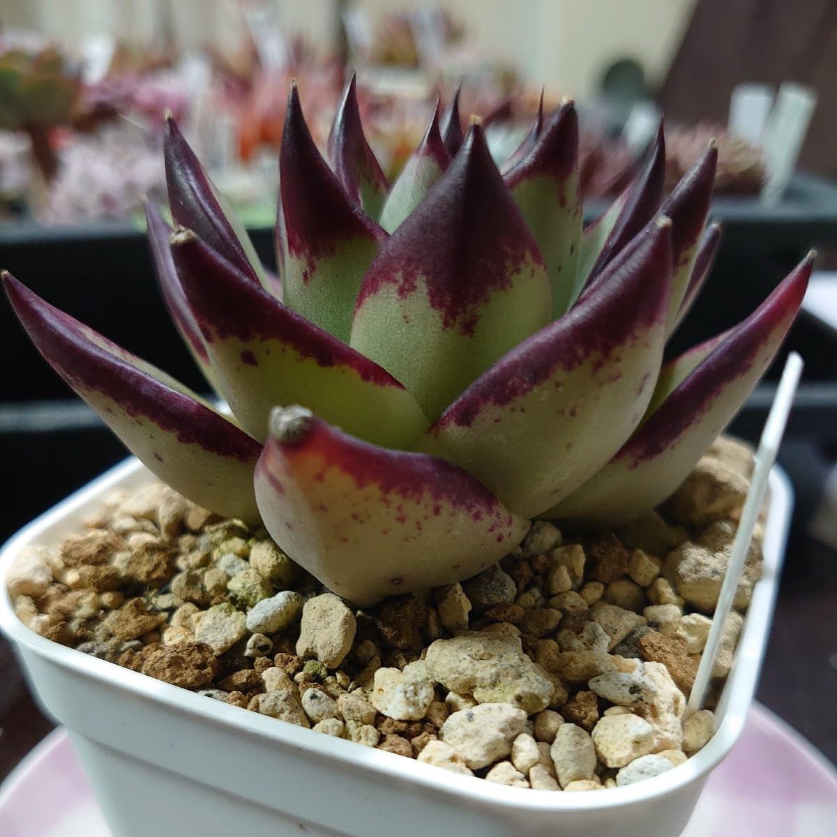多肉植物 エケベリア fw246レッドエボニースパークローン25個 多肉 多肉植物 エケベリア fw246レッドエボニースパークローン25個 多肉