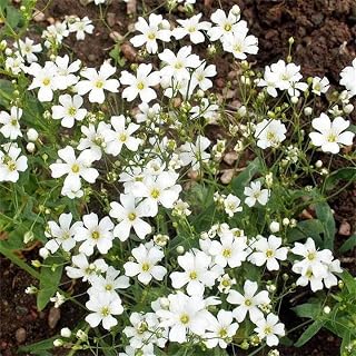 Rare Flower Seeds Gypsophila elegans 500+ Annual Baby's Breath Flower Seeds