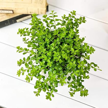 Amazon Co Jp 観葉植物 ペペロミア デピーナ 4号樹脂鉢 ホワイト 受け皿付き 育て方説明書付き Peperomia Deppeana アロマペペ Diy 工具 ガーデン